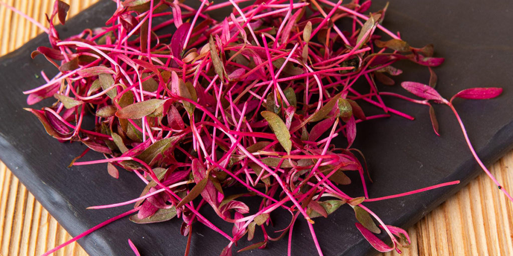 amaranth microgreens photo