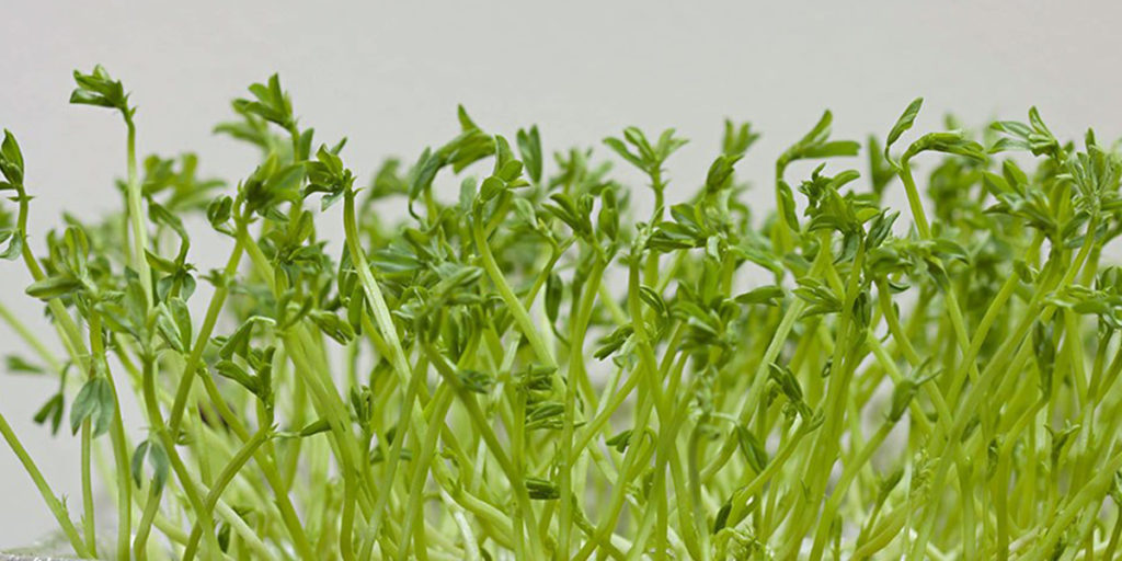 microgreens microgreen lentils photo
