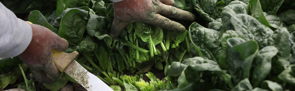 spinach growing and harvesting conditions