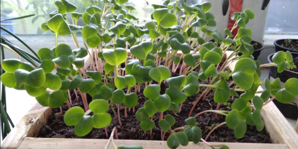 microgreens microgreen radish radish daikon