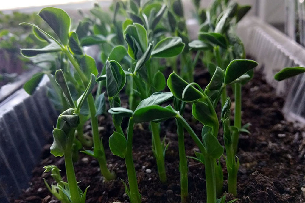 microgreens peas peas photo on peat