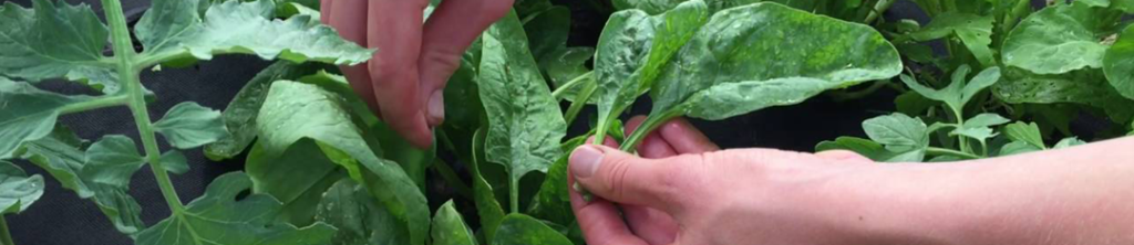 Spinach harvest in summer