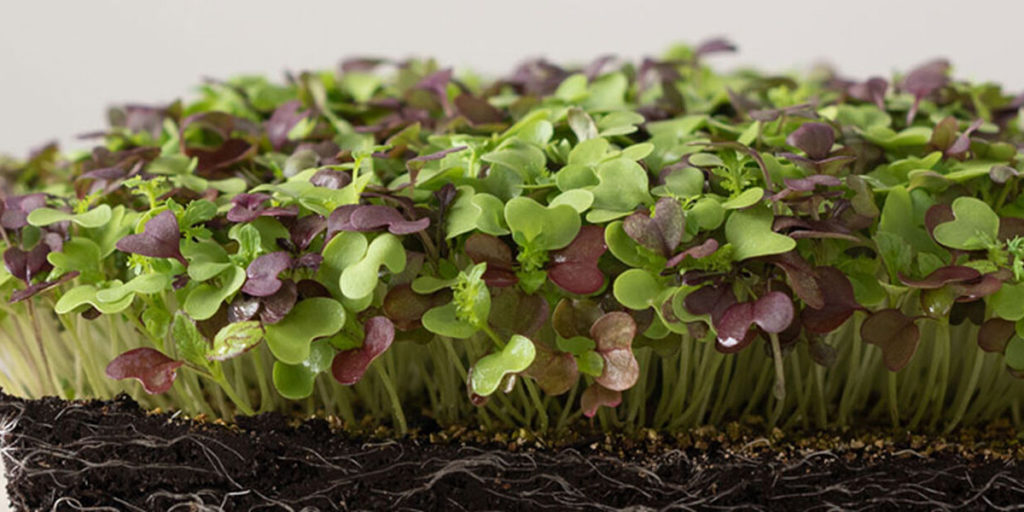 kale cabbage microgreens microgreens