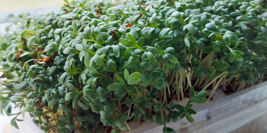 watercress microgreens microgreen photo
