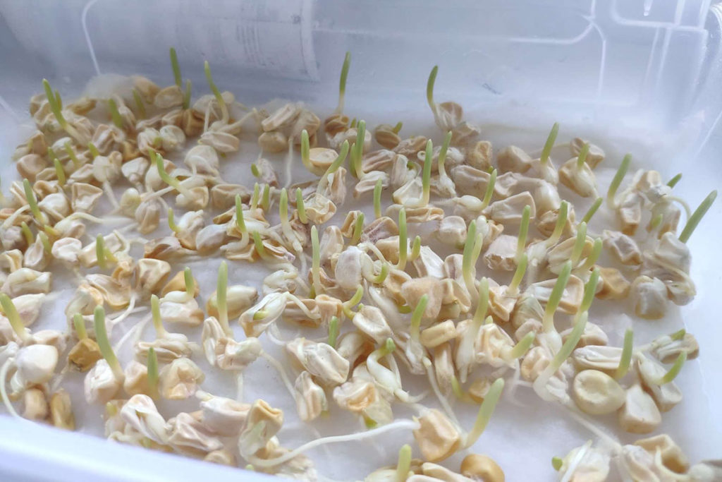 microgreens of corn microgreen growing on cotton wool