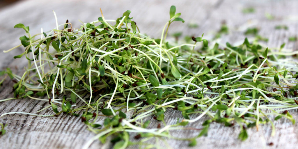 photo alfalfa microgreens