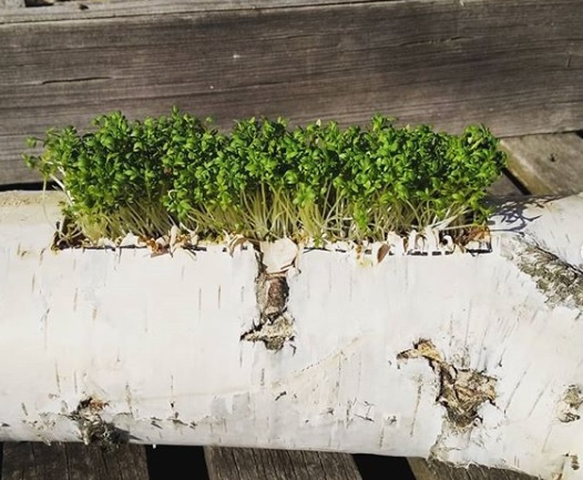 microgreens in a log