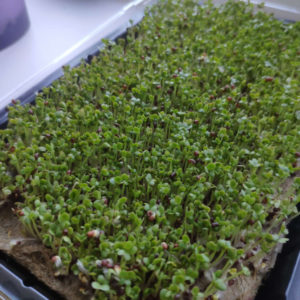 mustard microgreens microgreen photo in a linen mat container