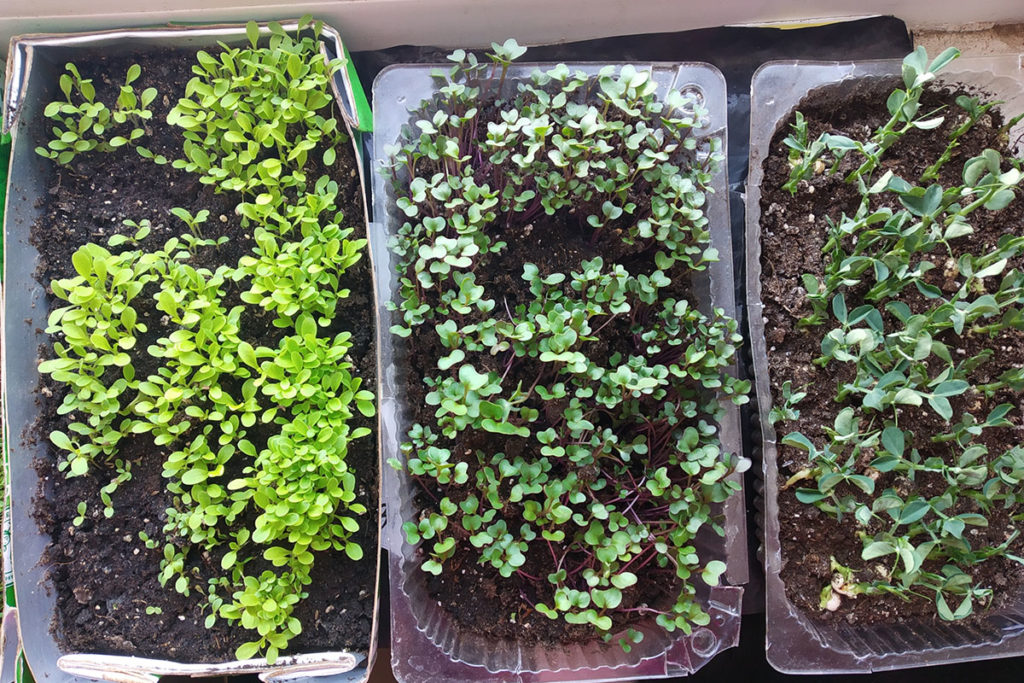 germinated microgreens in disposable trays