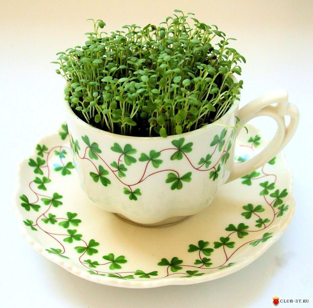 microgreens in a cup photo