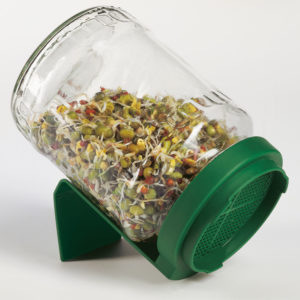 microgreens in a jar growing photos germinating