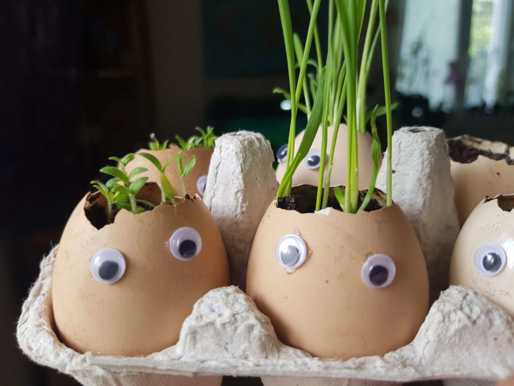 eggshell microgreens