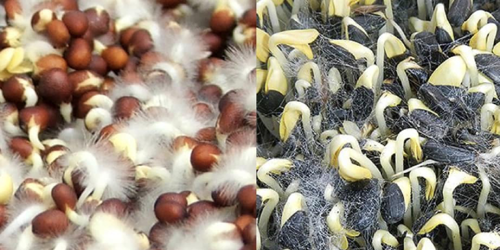 mold on microgreens how to distinguish photos