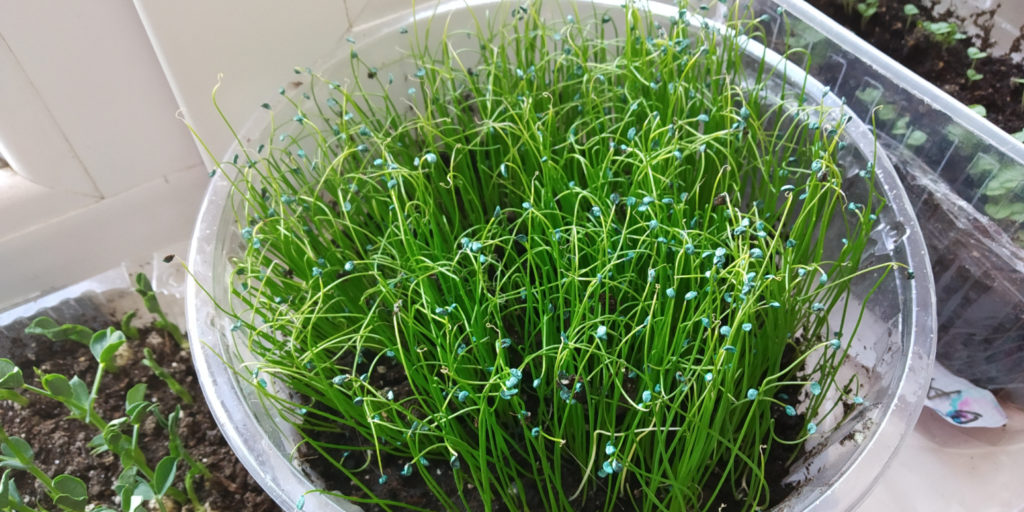onion microgreen green onion photo