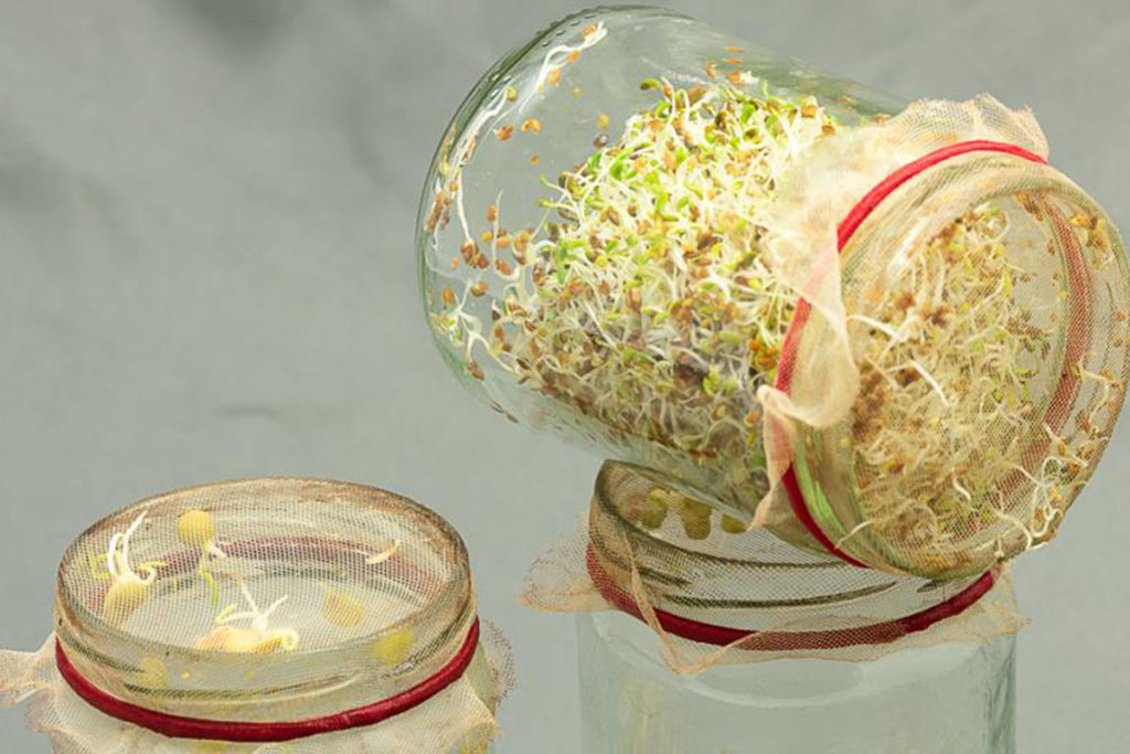 microgreens sprouts photo germination in a jar