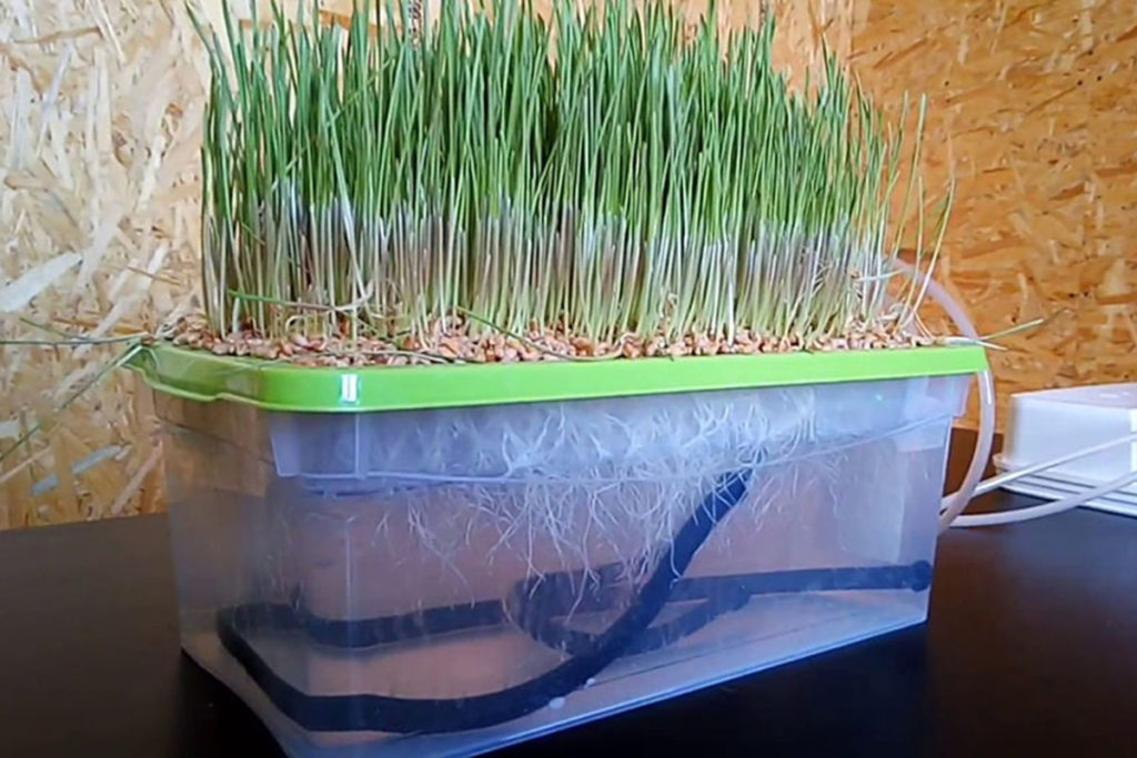 diy microgreening sprouter