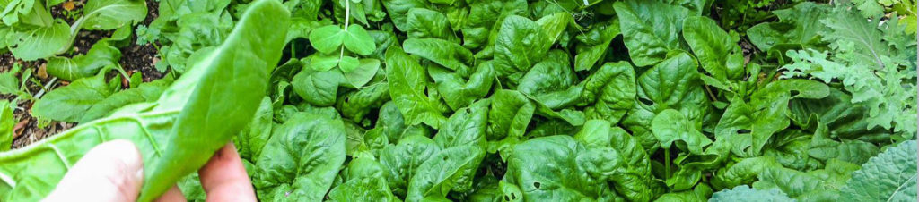 spinach fat leaf growing and care in open ground