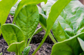 Выращивание шпината в открытом грунте