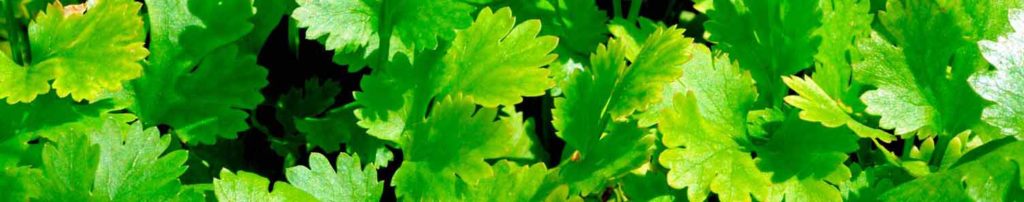 Growing coriander greens in summer