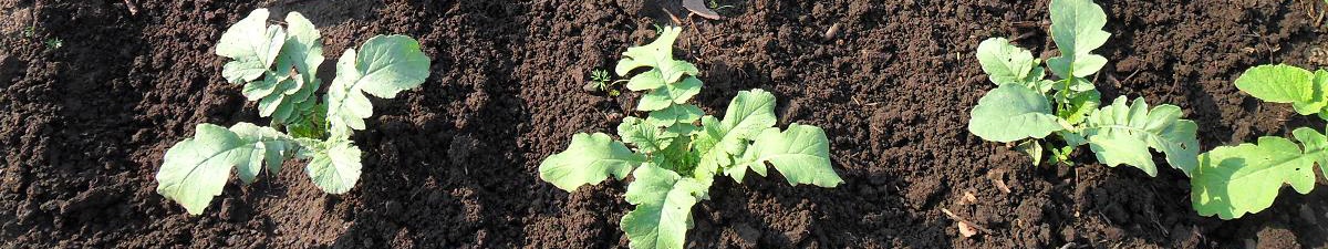 black radish greens, radish leaves, fresh radish tops, edible radish greens, leafy vegetable, green radish foliage, healthy greens, radish plant leaves