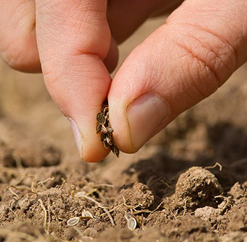 Sowing dill in spring