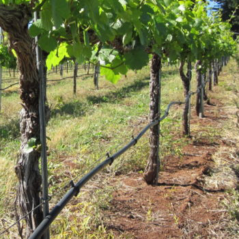 Drip irrigation system for grapevines