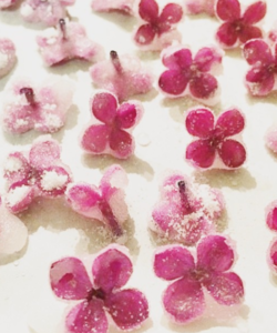 photos of candied edible lilac flowers