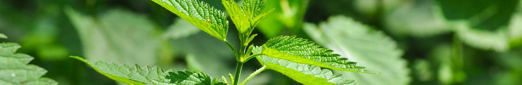 DIY plant growth stimulator made from nettle