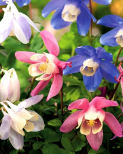 Aquilegia