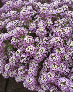 Alyssum lobularia