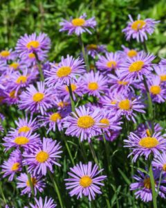 The Alpine aster