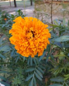 marigolds