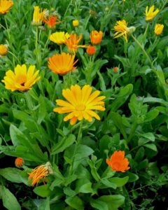 calendula