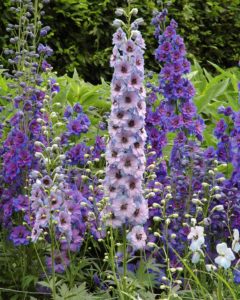 Delphinium