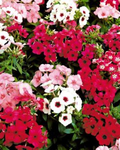 Drummond's Phlox