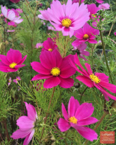Cosmea