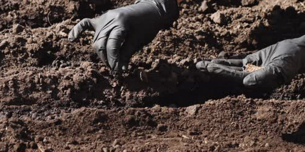 sowing flower seeds for winter