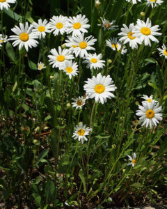 nivyanik or chamomile garden