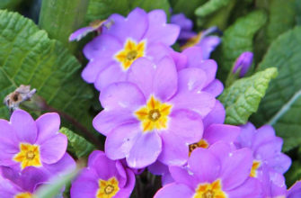 какие семена посадить под зиму