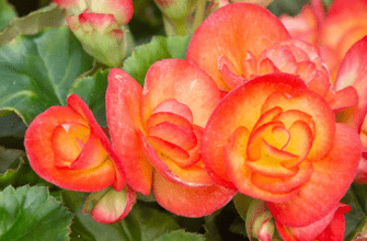 Photo of a begonia plant with vibrant flowers and lush green leaves