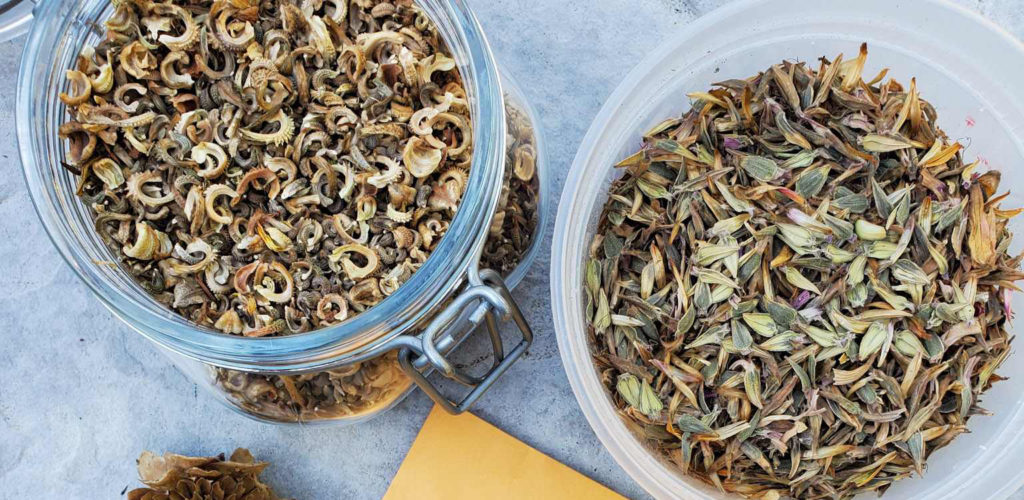 Storing Flower Seeds