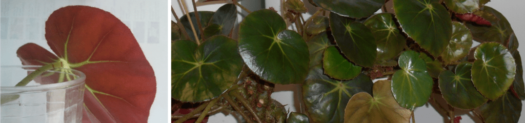 begonia plant