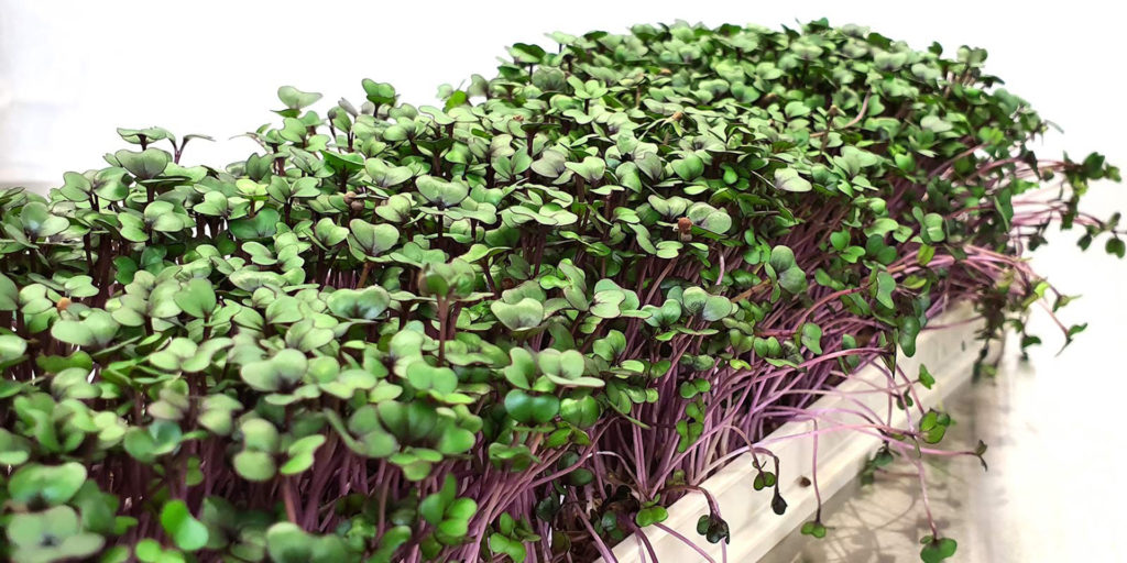 micro-greenery business idea