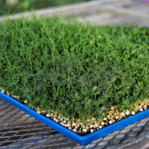 microgreens of peas