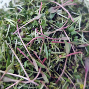 how to make money on microgreens