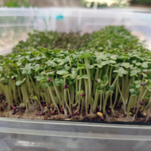 earning money on microgreens