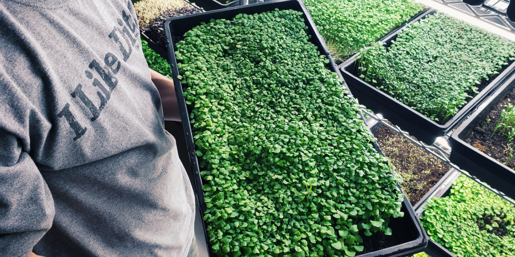 industrial cultivation of microgreens