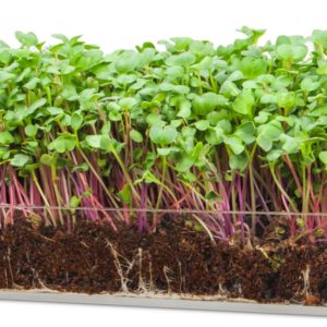 micro-green business