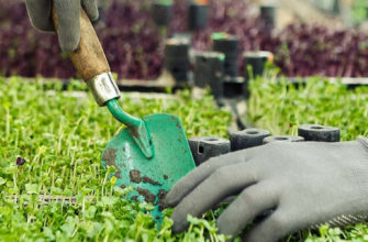 микрозелень как бизнес