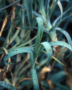 Alternaria on carnation leaves